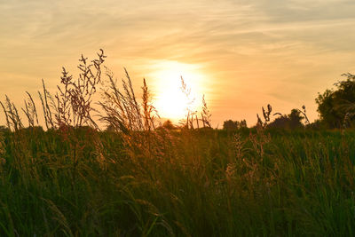 Scenic view of wheat field against sky at sunset