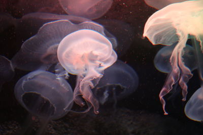 Close-up of jellyfish swimming in sea