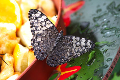 Close-up of butterfly on leaf