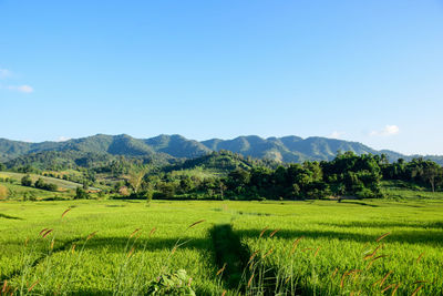 Scenic view of agricultural field against sky