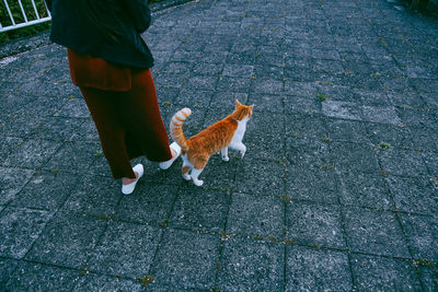 Low section of woman walking with cat on footpath