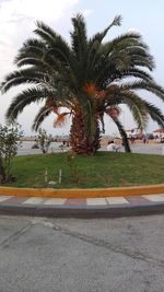 Palm trees by road against sky