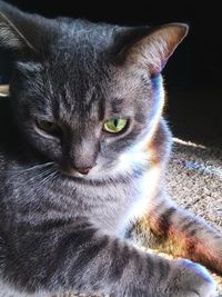 Close-up portrait of cat