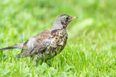 Close-up of a bird on grass