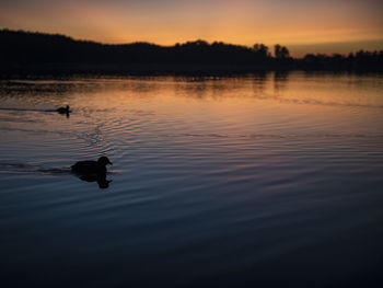 View of ducks swimming in lake