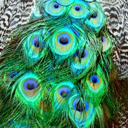 peacock