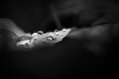 Close-up of water drops on leaf at sea