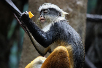 Close-up of monkey sitting in a zoo