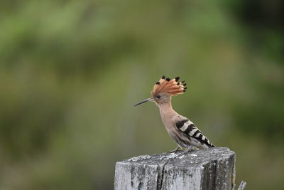 Close-up of bird perching on wooden post