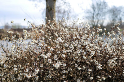 Close-up of flowers growing in field