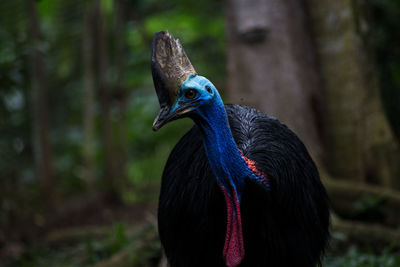 Close-up of bird perching on tree