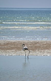View of birds perching on sea