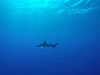 White tip shark with company