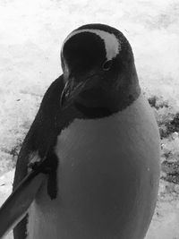 High angle view of penguin on snow field