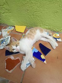 High angle view of cat lying on floor