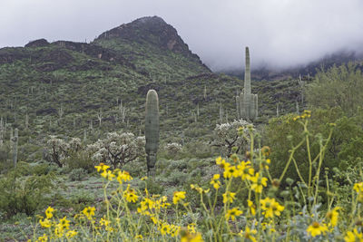 Yellow flowering plants on field against sky