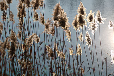 Close-up of reed grass by lake against sky