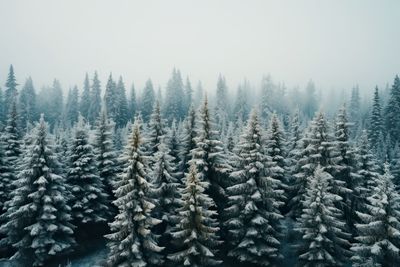Pine trees in forest