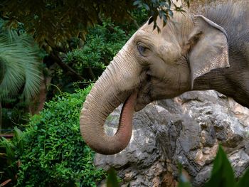 Portrait of asian elephant with trunk in its mouth