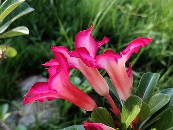 Close-up of pink rose flower in park