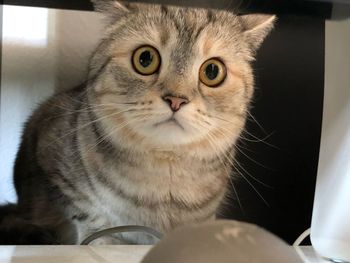 Close-up portrait of cat