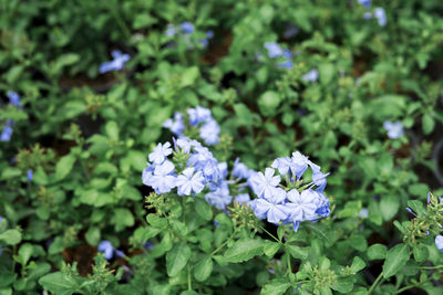 Close-up of purple flowering plant