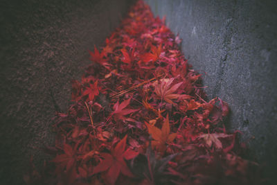 High angle view of red flowering plant