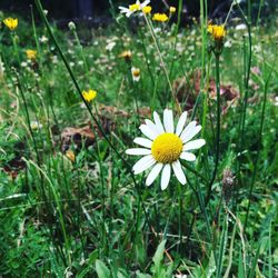 Close-up of daisy flowers blooming in field