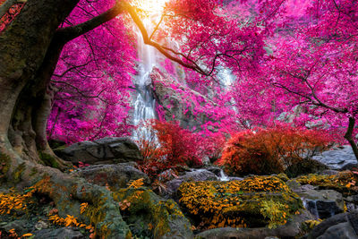 Trees in forest during autumn