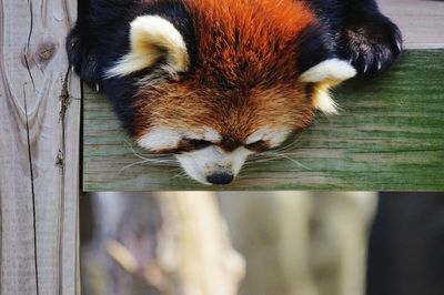 Close-up of red panda looking down