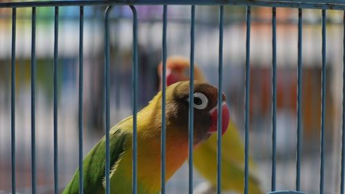 Close-up of parrot in cage