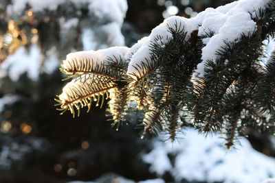 Close-up of pine tree  covered with snow