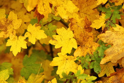 Full frame shot of yellow leaves
