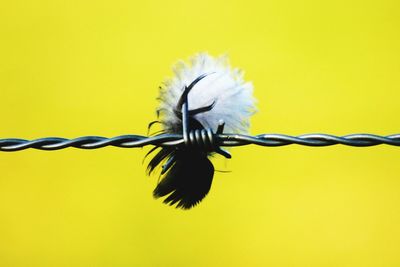 Close-up of feather in barbed wire against yellow background