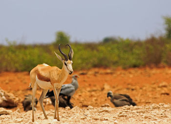 Side view of a springbok on grass