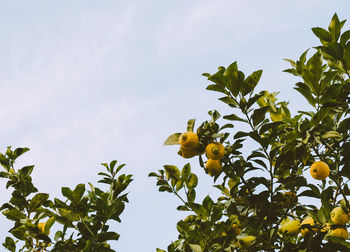 Low angle view of fruits growing on tree against sky