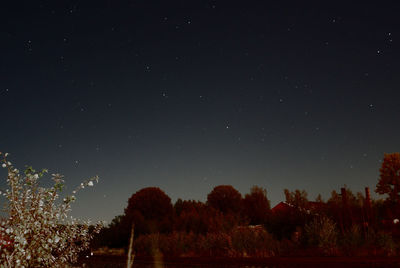 Trees on field against sky at night