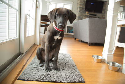 Close-up of puppy sitting on table at home