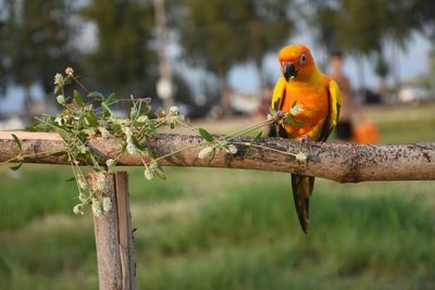 Bird perching on branch