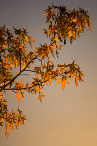 Low angle view of maple tree against sky during sunset