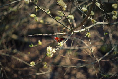 Butterfly between the branches