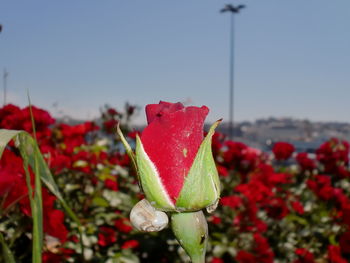 Close-up of red poppy blooming against sky