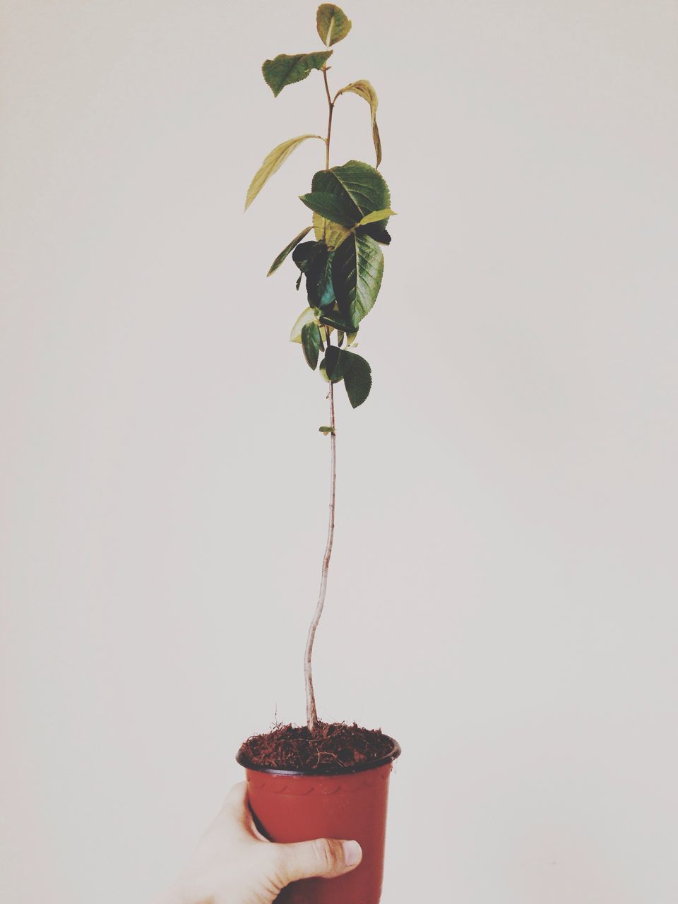 white background, studio shot, copy space, freshness, flower, stem, red, leaf, close-up, wall - building feature, plant, part of, growth, nature, fragility, cropped, one person, vase, holding, decoration