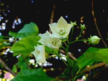 Close-up of white flowers blooming outdoors