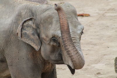 Close-up of elephant on field