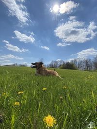 View of dog on grassy field against sky