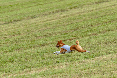 Running basenji dog in white jacket across the meadow on lure coursing competition