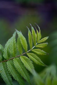 A branch with young leaves in natural conditions in spring.