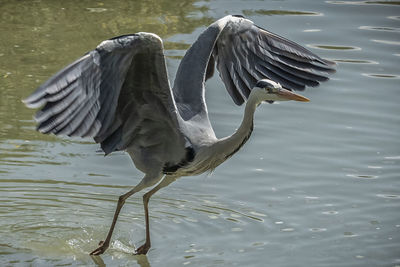 View of a bird flying over lake