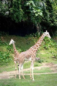 Giraffe standing on tree